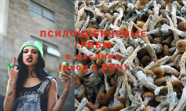 ПСИЛОЦИБИНОВЫЕ ГРИБЫ Алексин